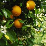 Blaubeeren